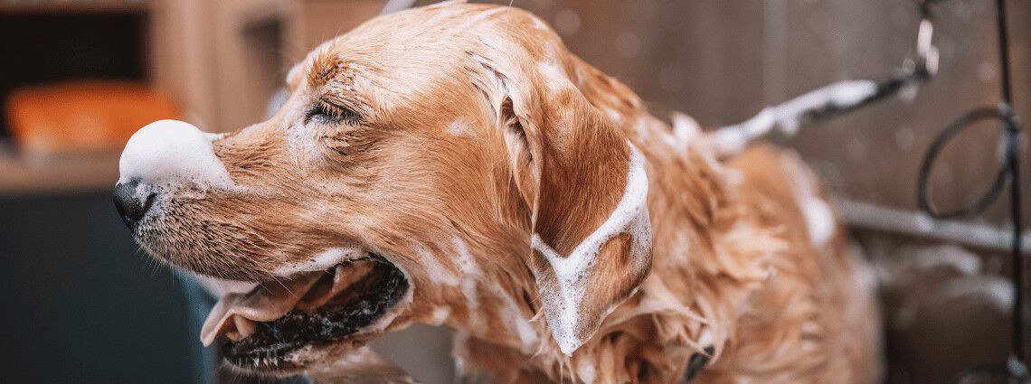 Hoe moet ik mijn hond wassen?